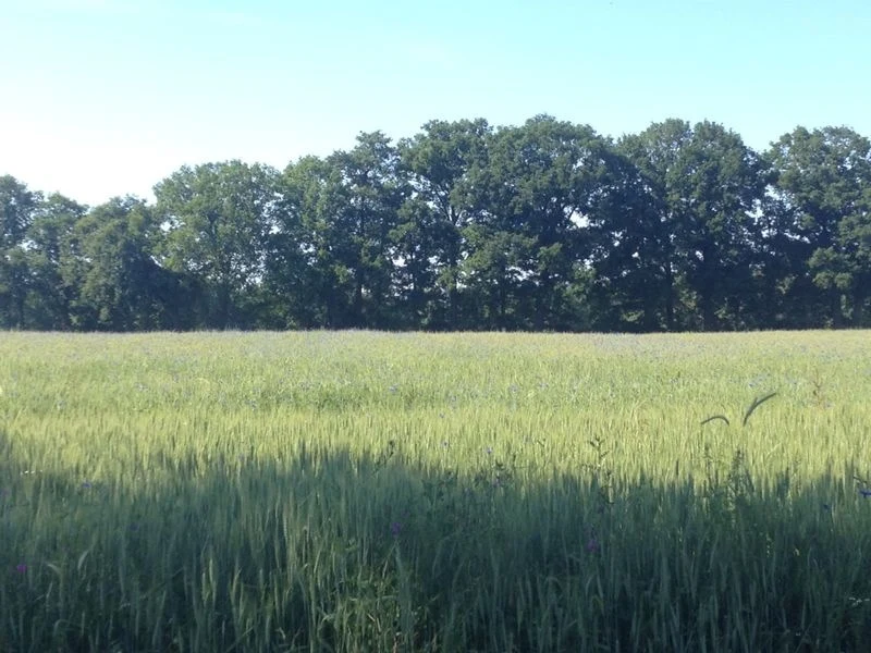 Sporkfeld mit Waldstaudenroggen.webp